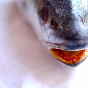 The fish with the "golden" mouth